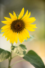 Close up of sunflower, Sunflower flower of summer in field, sunflower natrue background
