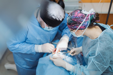 Doctors with surgical tools in hands making surgery. A veterinary student gains experience in the operating room. He is an experienced orthopedist, she is a student.