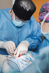 Doctors with surgical tools in hands making surgery. A veterinary student gains experience in the operating room. He is an experienced orthopedist, she is a student.