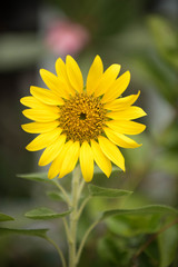 Close up of sunflower, Sunflower flower of summer in field, sunflower natrue background
