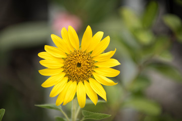 Close up of sunflower, Sunflower flower of summer in field, sunflower natrue background