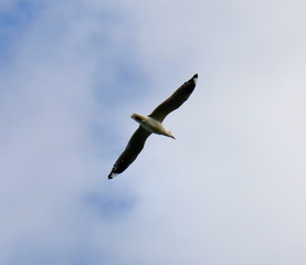 Seagull in full flight in a Melbourne Park 