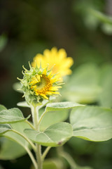 Close up of sunflower, Sunflower flower of summer in field, sunflower natrue background
