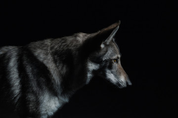 Wolf in different perspectives on dark blue background