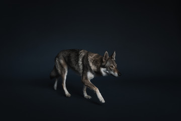 Wolf in different perspectives on dark blue background