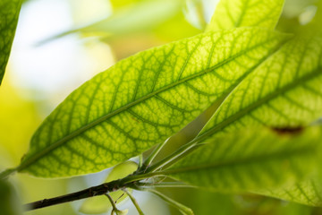 Close Up green leaf under sunlight in the garden. Natural background with copy space.