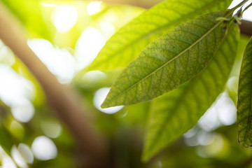 Close Up green leaf under sunlight in the garden. Natural background with copy space.