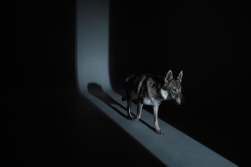 Wolf in different perspectives on dark blue background