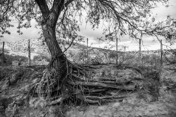 Beatifull tree and roots landscape texture in black and white