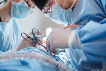Doctors with surgical tools in hands making surgery in operation room. Health care or veterinary...