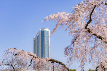 東京都文京区後楽園の都会の中の日本庭園のしだれ桜と青空