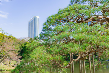 東京都文京区後楽園の日本庭園の松と青空