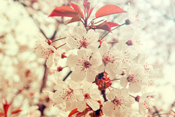 Blossoming spring trees at public park, toned picture