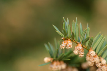 Pollen / Blütenstaub an einer Eibe (Nadelbaum)