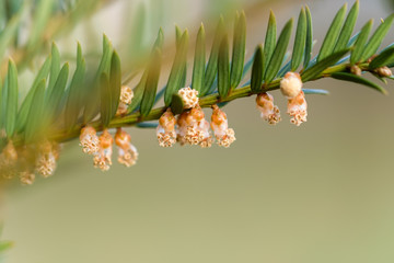Makro, Nahaufnahme von Pollen / Blütenstaub: Europäische Eibe (lat. Taxus baccata)