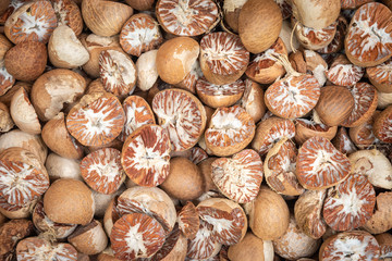 Dry raw areca nut or betel nut