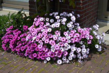 White, pink and purple flowers of Osteospermum plant, commonly know as daisybushes or African daisies in a in a sunny spring garden, fresh natural outdoor and floral background