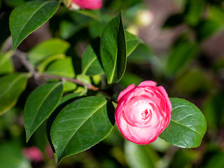 Pink flowers of camellia x williamsii Debbie