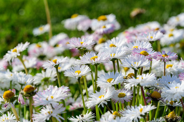 Side view of large group of Daisies or Bellis perennis white and pink flowers in direct sunlight, in a sunny spring garden, beautiful outdoor floral background © Cristina Ionescu