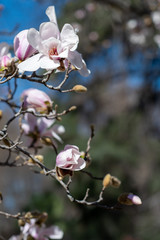 White flowers of the Loebner magnolia Merrill