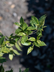 Green leaves of Osmanthus heterophyllus Tricolor