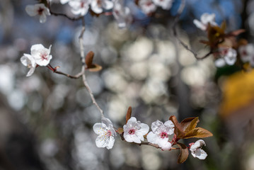 Fototapeta premium Spring bloom of cherry plum