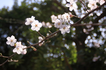 cherry blossom in spring