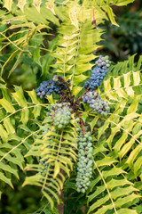 Mahonia oiwakensis green and purple fruit