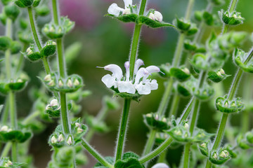 Green leaves and small white flowers of Lamium album plant, commonly known as dead nettle,  in a sunny spring garden, beautiful outdoor floral background photographed with soft focus