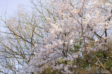 東京都新宿区の公園の枯れ木と満開の桜