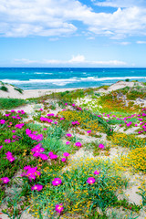 Fototapety  Kwiaty nad morzem w Platamona