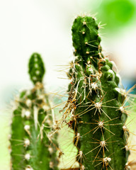 House cactus in pot position 8