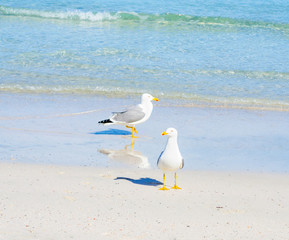Close up of two seagulls standing on the foreshore