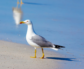 Fototapeta na wymiar Close up of a seagull walking on the foreshore