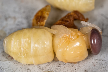 Dead Drone. A dead bee male.