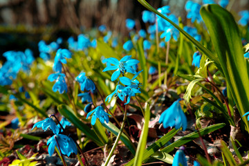 Blue scilla in the woods. Blue flowers with a small depth of sharpness. Gentle spring flowers on a sunny day. Bright colors.