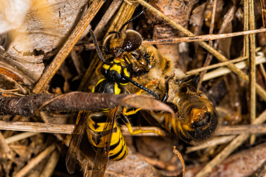 fighting wasps and bees to death. Wasp catching a bee. Wasp killing a bee
