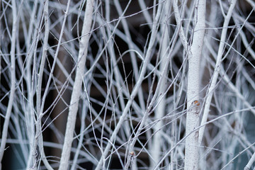 White twigs covered with hoarfrost