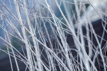 White twigs covered with hoarfrost