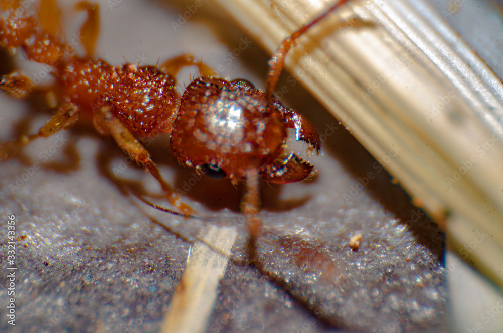 Wall mural Red fire ant (Solenopsis geminata) close up, macro photography, head, stinging, formic acid, vemon, Atta geminata, entomology, insect, antennas