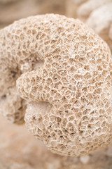 Close up view of dead coral on fish shoal of red sea