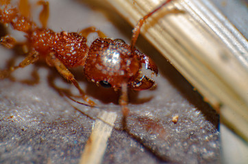 Red fire ant (Solenopsis geminata) close up, macro photography, head, stinging, formic acid, vemon,...