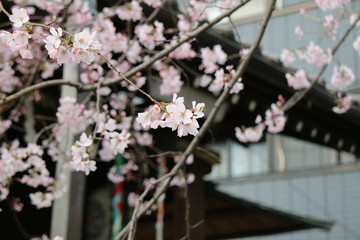 神社で咲く桜