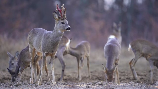 Roebuck and roe deer