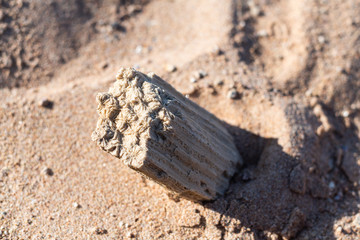 Close up view of bleached coral on beach sand 