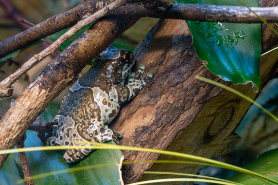 Mission Golden Eyed Tree Frog (trachycephalus Resinifiictrix)