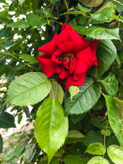 バラ　薔薇　ばら