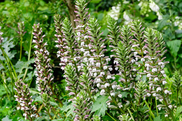 Many small white flowers of Acanthus mollis plant, commonly known as bear's breeches, sea dock, bearsfoot or oyster plant in s sunny spring garden