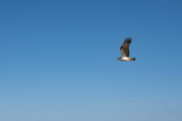 Low angle view of flying eagle in blue sky 