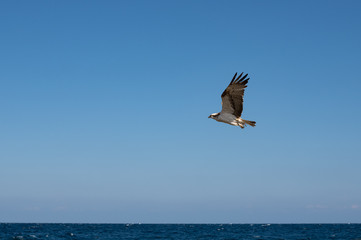 Flying falcon with blue sky and red sea at background 